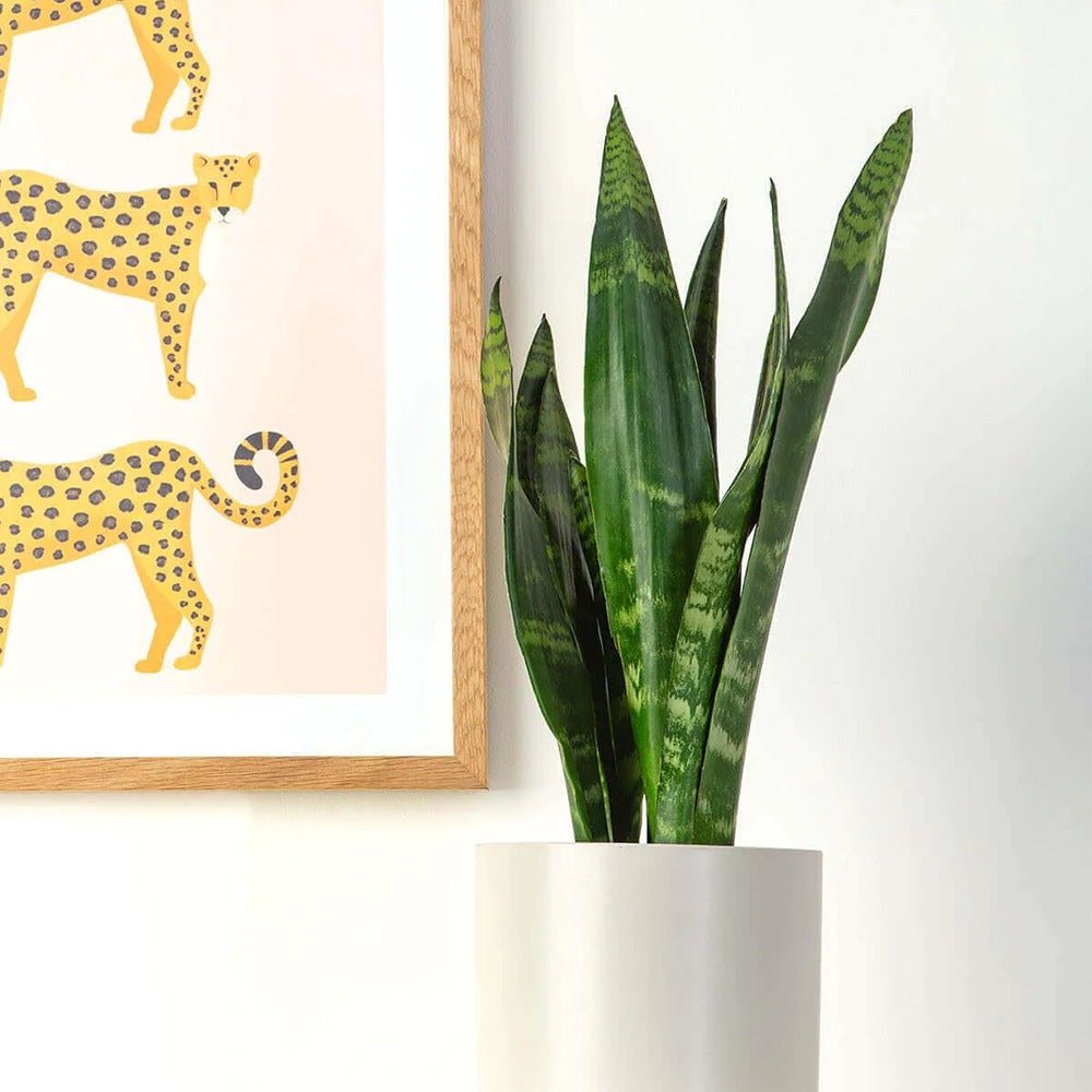 Sansevieria (Limba Soacrei) Black Coral - 60-70 cm