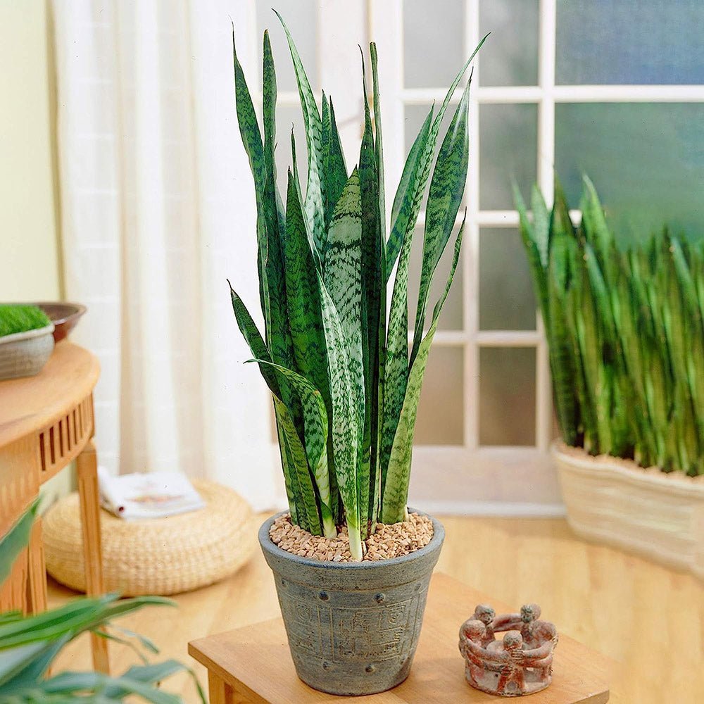 Sansevieria (Limba Soacrei) Black Coral - 60-70 cm
