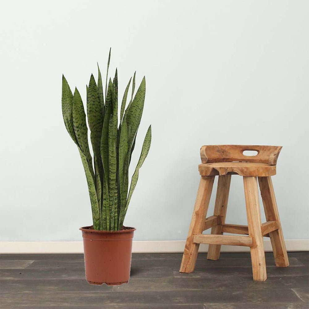 Sansevieria (Limba Soacrei) Black Coral - 60-70 cm