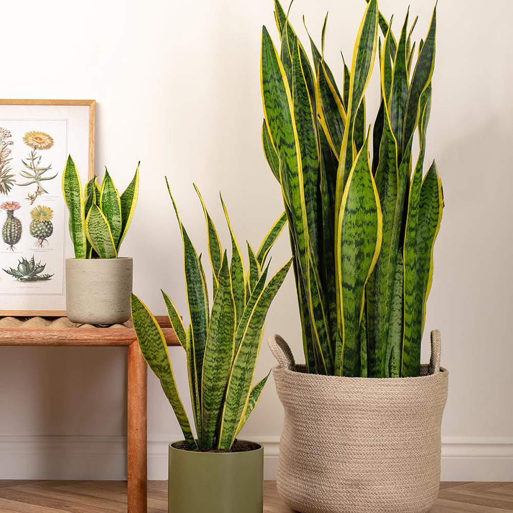 Sansevieria (Limba Soacrei) Laurentii - 100 cm