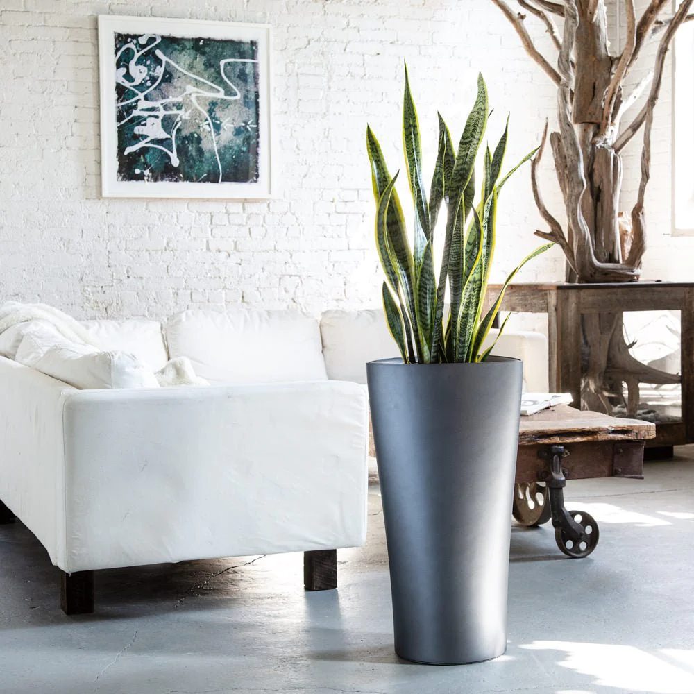 Sansevieria (Limba Soacrei) Laurentii - 100-110 cm