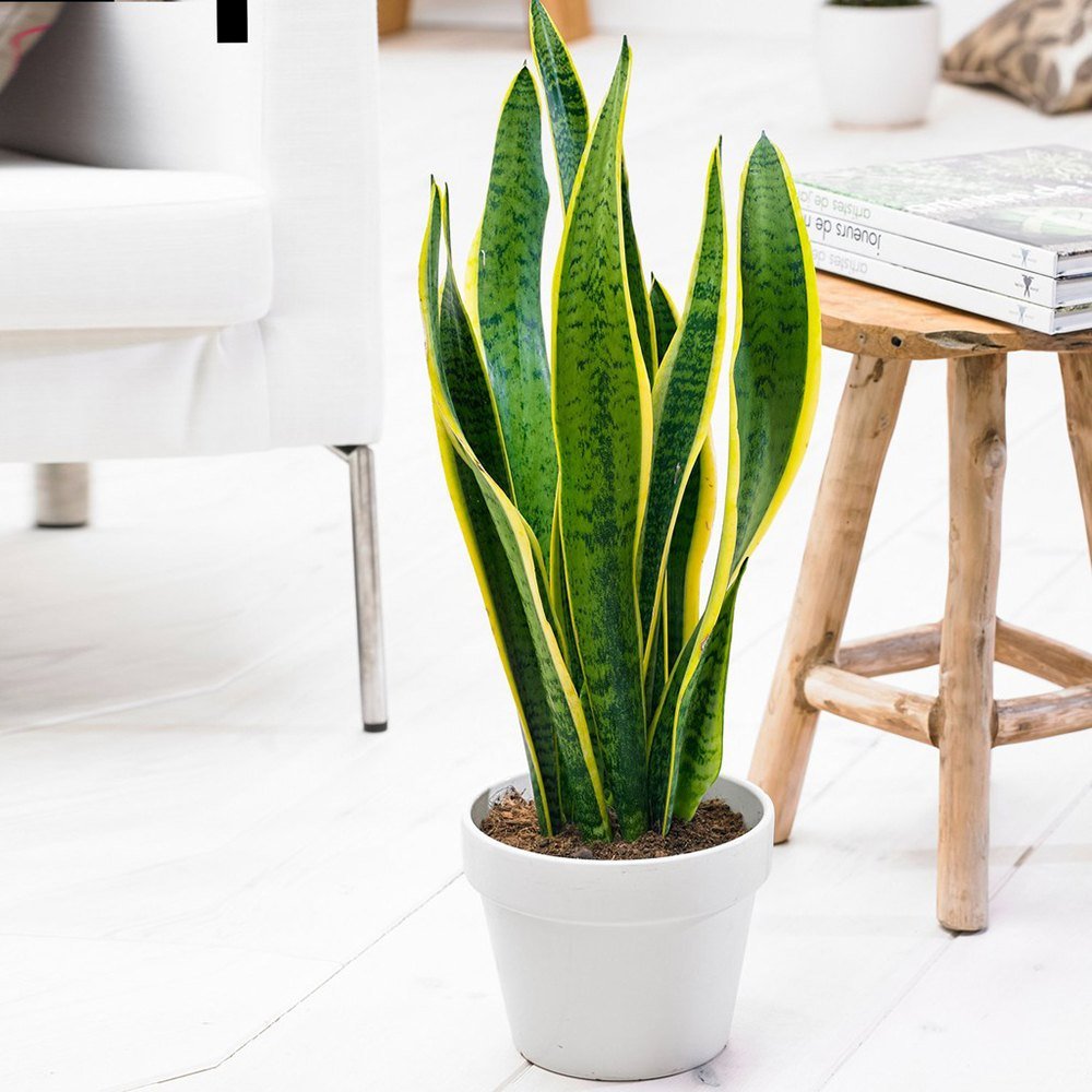 Sansevieria (Limba Soacrei) Laurentii - 30 cm