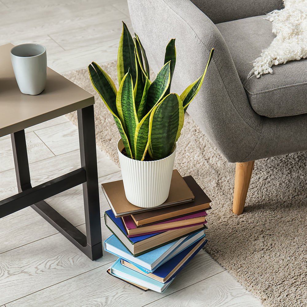 Sansevieria (Limba Soacrei) Laurentii - 90 cm
