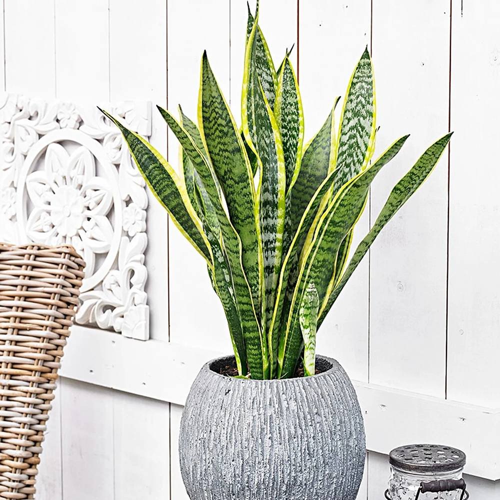 Sansevieria (Limba Soacrei) Laurentii - 90 cm