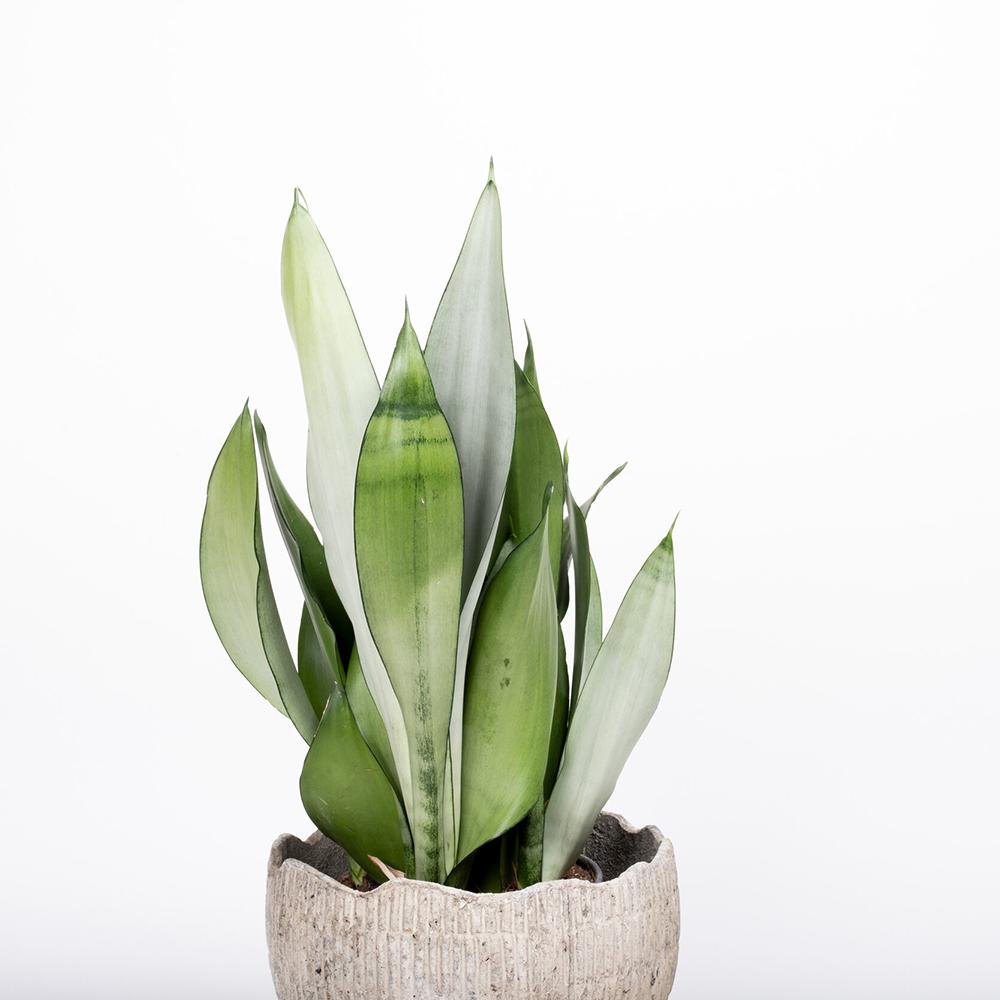 Sansevieria (Limba Soacrei) Moonshine - 35 cm