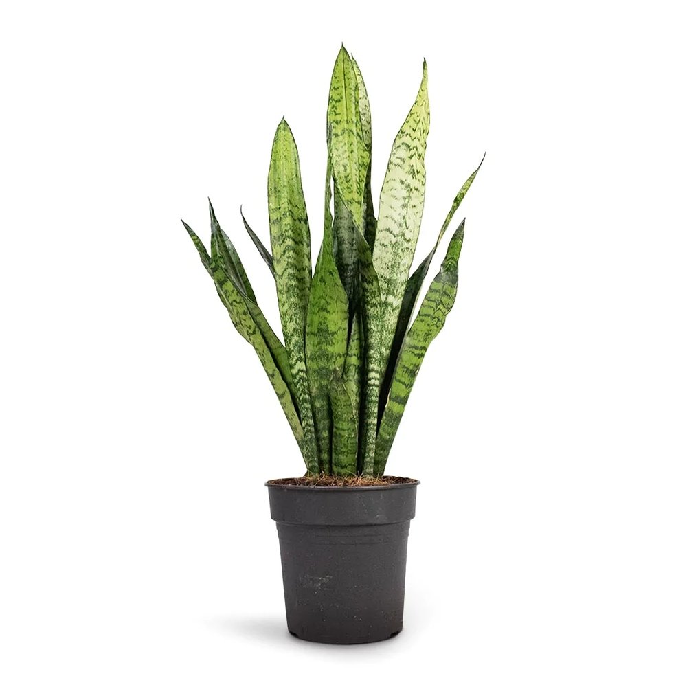 Sansevieria (Limba Soacrei) Zeylanica - 110 cm