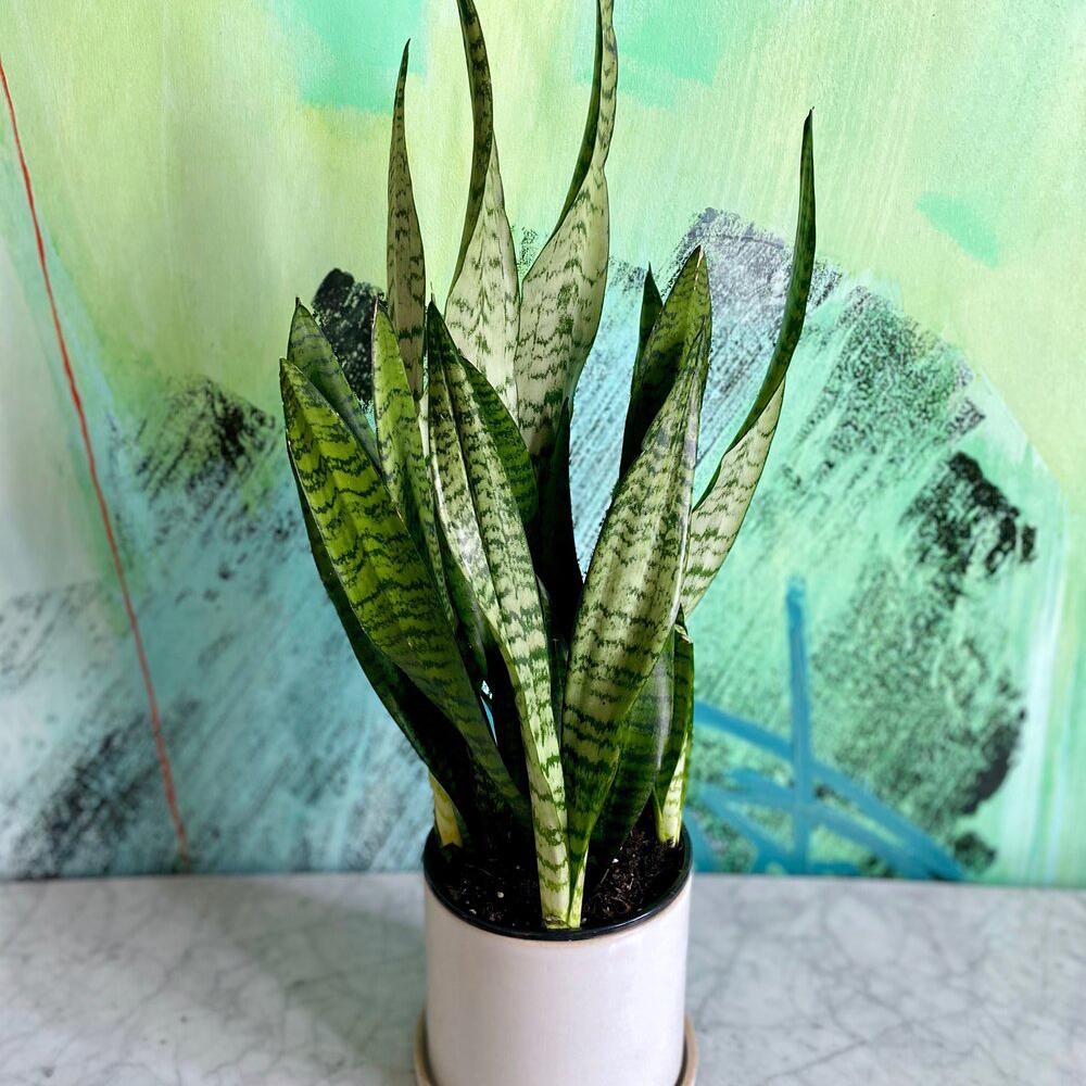 Sansevieria (Limba Soacrei) Zeylanica - 45-55 cm
