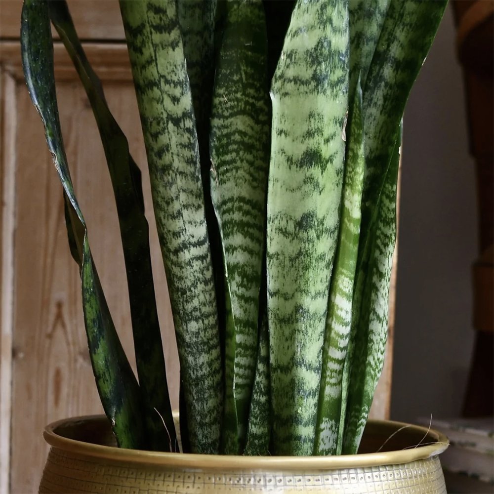 Sansevieria (Limba Soacrei) Zeylanica - 45-55 cm
