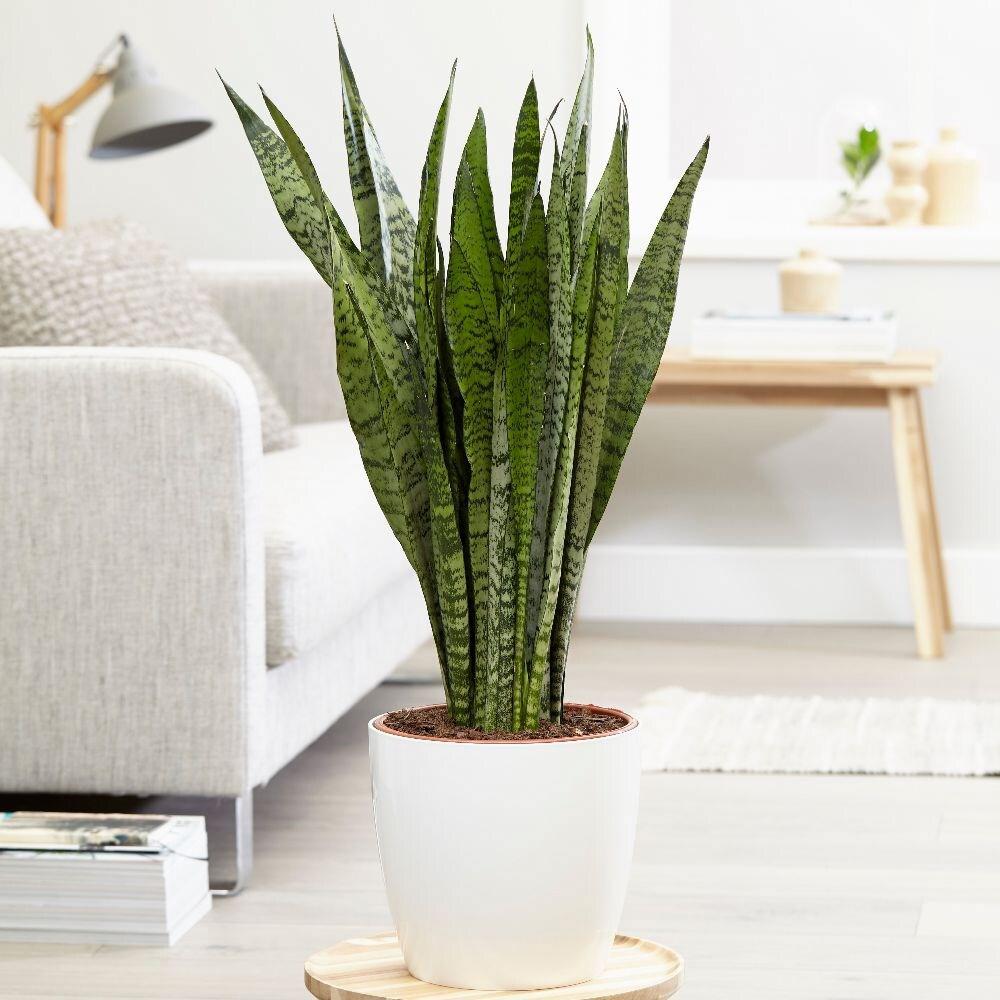 Sansevieria (Limba Soacrei) Zeylanica - 45-55 cm
