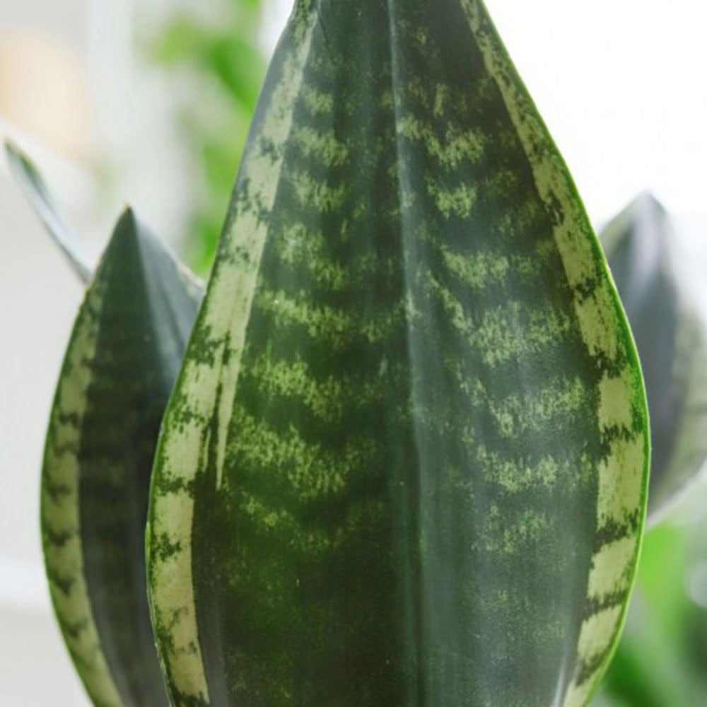 Limba Soacrei Sansevieria Silver Flame, 40 cm, planta suculenta decorativa cu frunze verticale si intretinere usoara