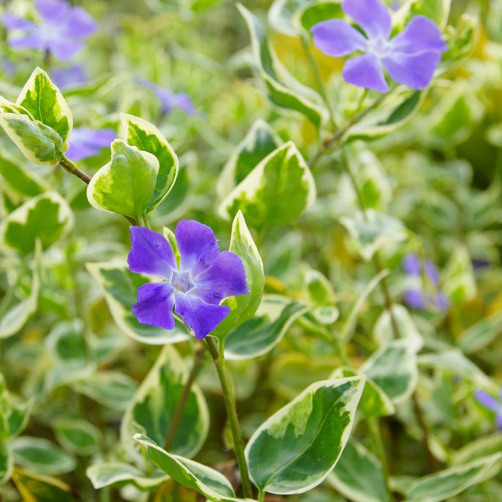 Saschiu Pestrita cu frunza mica, tarator, vesnic verde cu flori albastre-mov (Vinca Variegata)