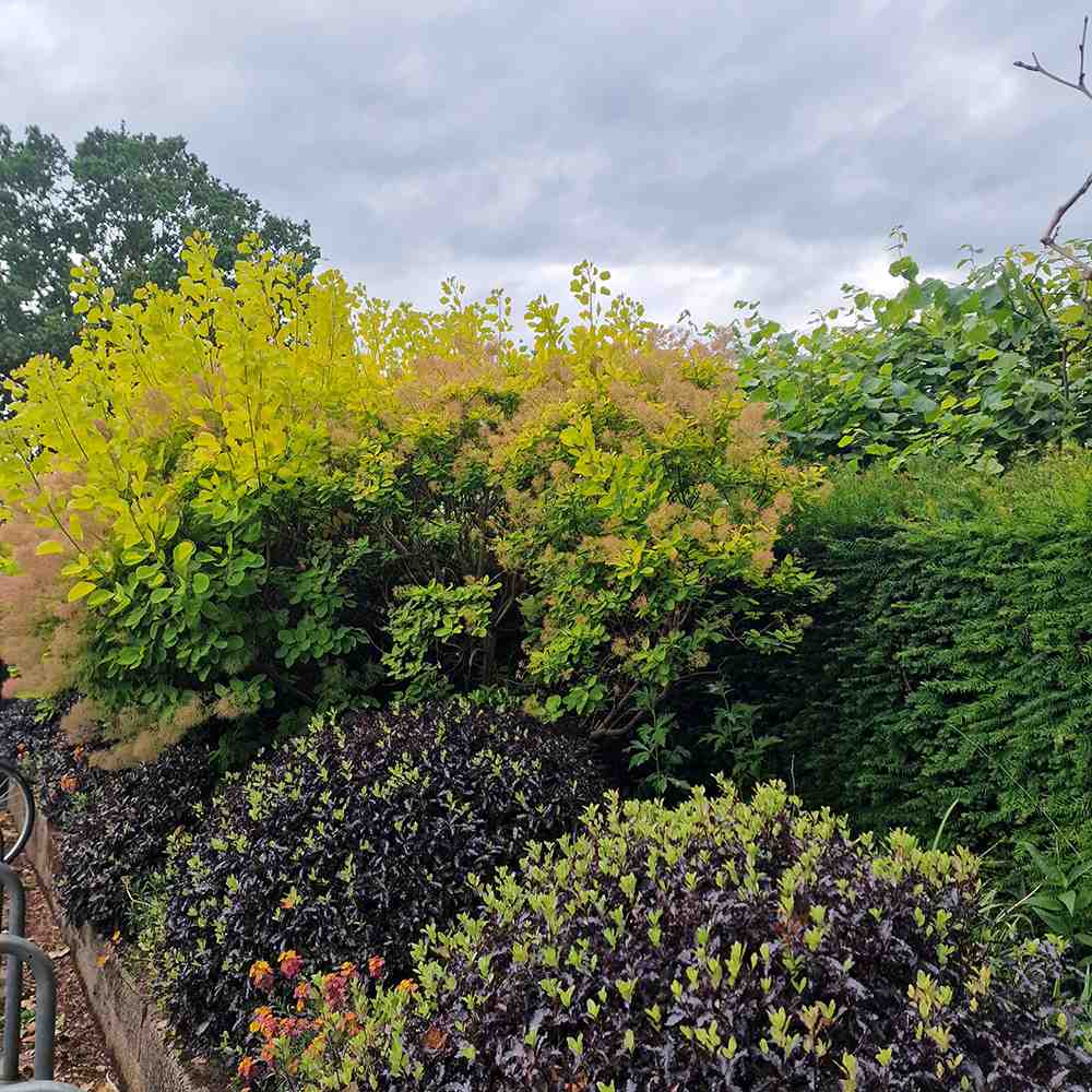 Arbore de Fum Scumpie galbena (Cotinus coggygria) Golden Spirit