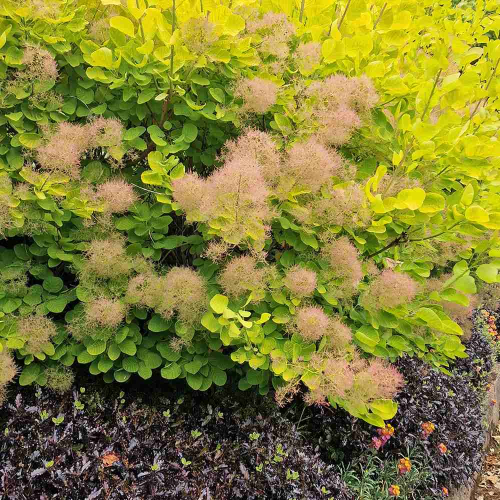 Arbore de Fum Scumpie galbena (Cotinus coggygria) Golden Spirit