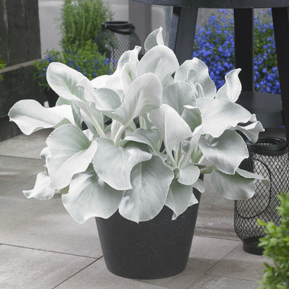 Cineraria Senecio Angel Wings, cu frunze argintii-albe pufoase