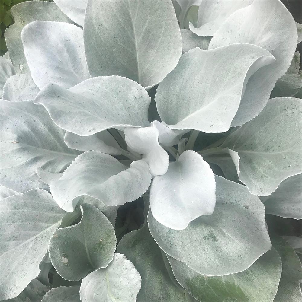 Cineraria Senecio Angel Wings, cu frunze argintii-albe pufoase