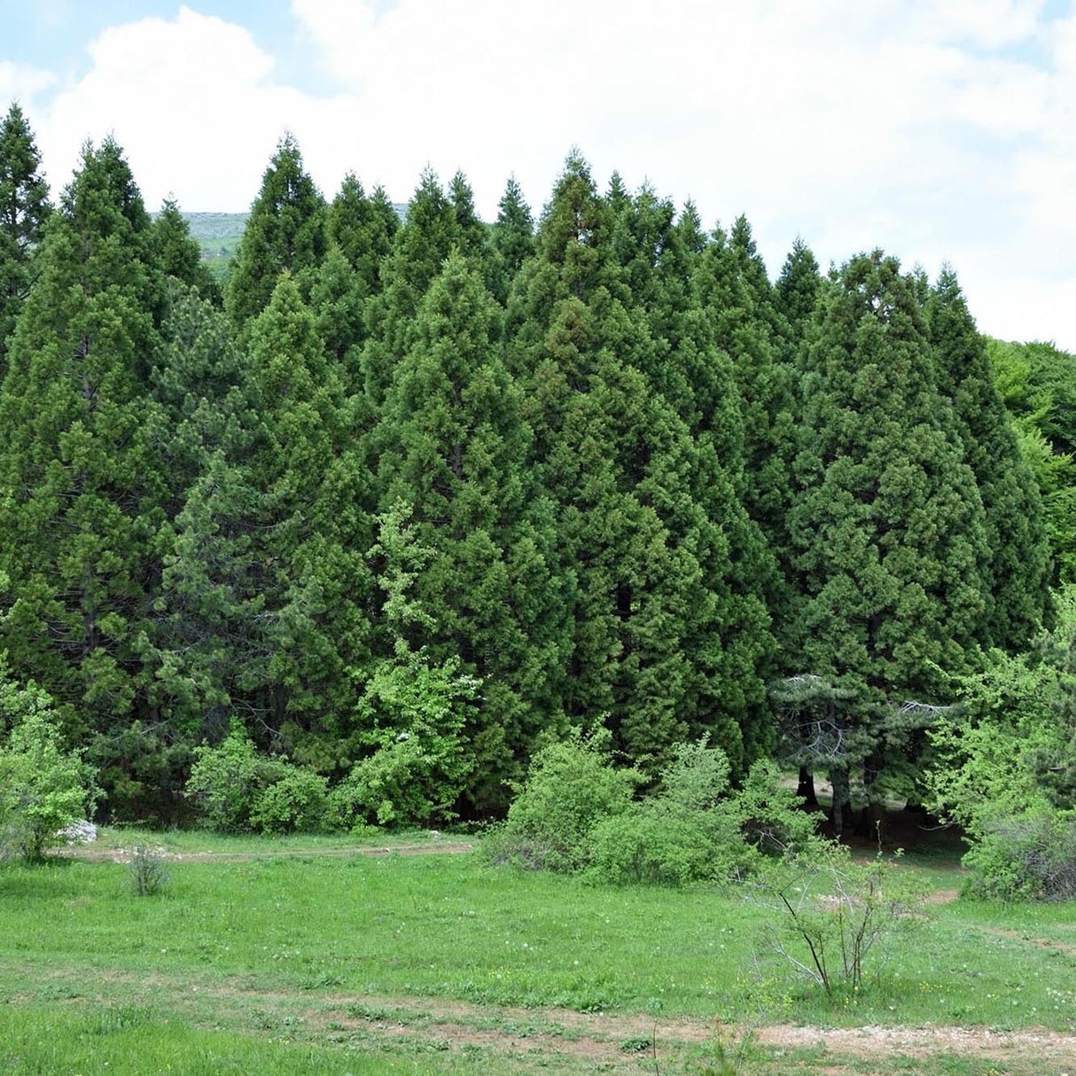 Arborele Sequoia Giganteum (Sequoiadendron Giganteum)