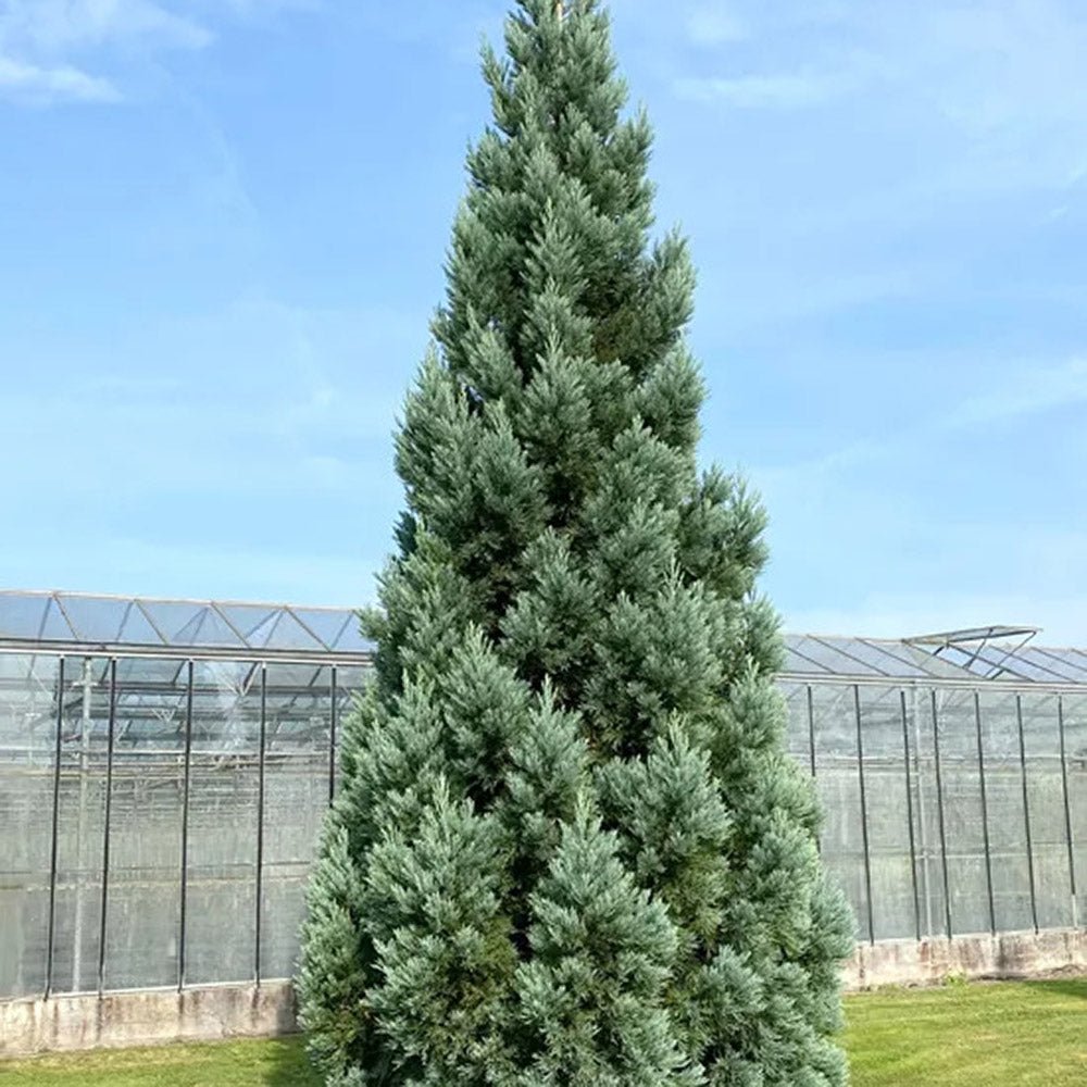 Arborele Sequoia Albastru (Sequoiadendron Glauca)