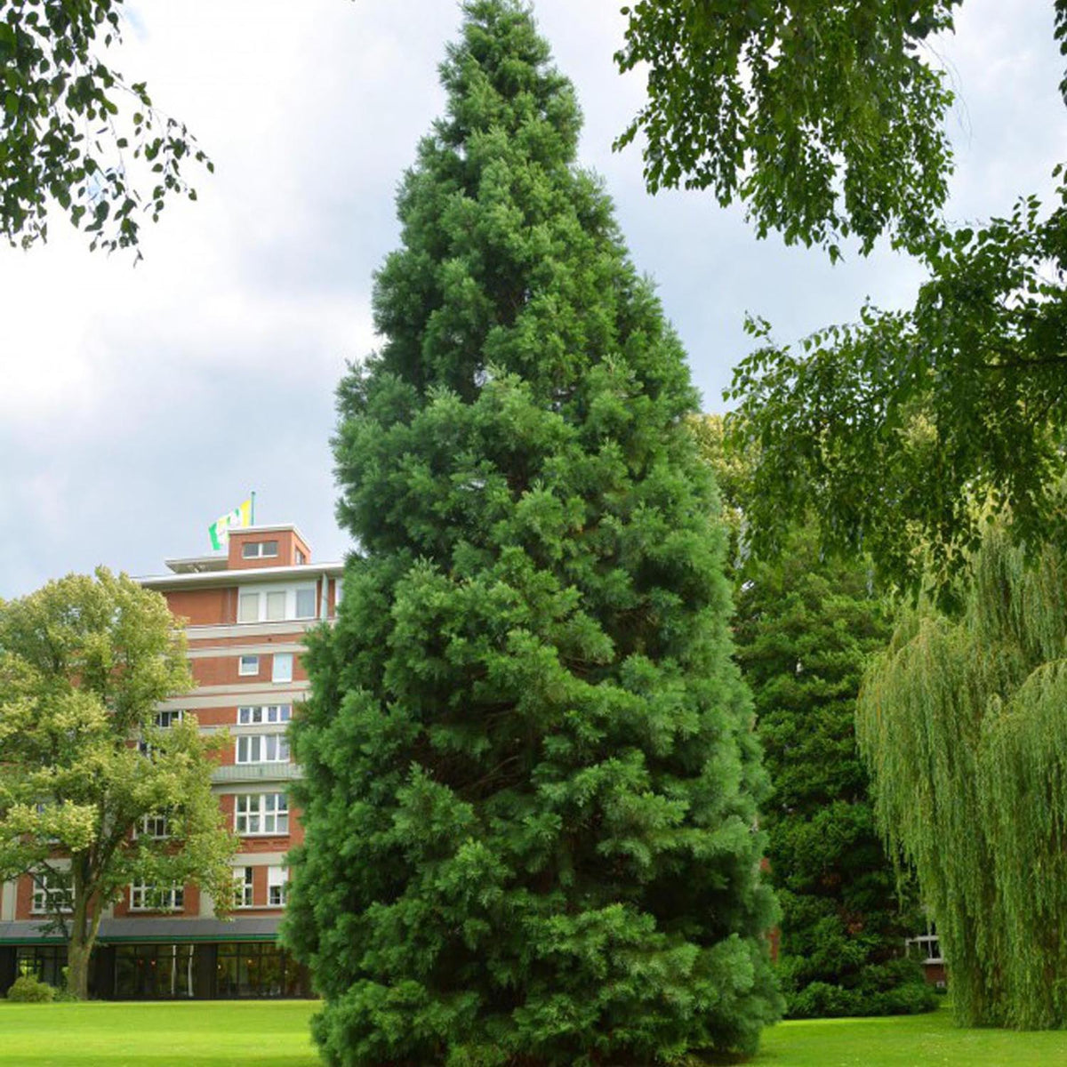Arborele Mamut, Sequoia Healthy Mammoth Three (Sequoiadendron Giganteum), conifer cu ace verde-albastrui, aspect metalic usor, arbore decorativ urias, vesnic verde, coroana piramidala