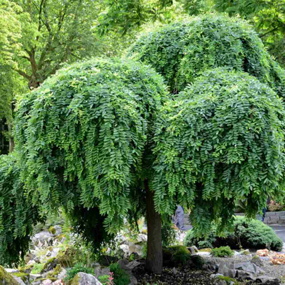 Salcam Japonez Plangatoare (Sophora Japonica), arbore decorativ curgator cu flori parfumate rezistente