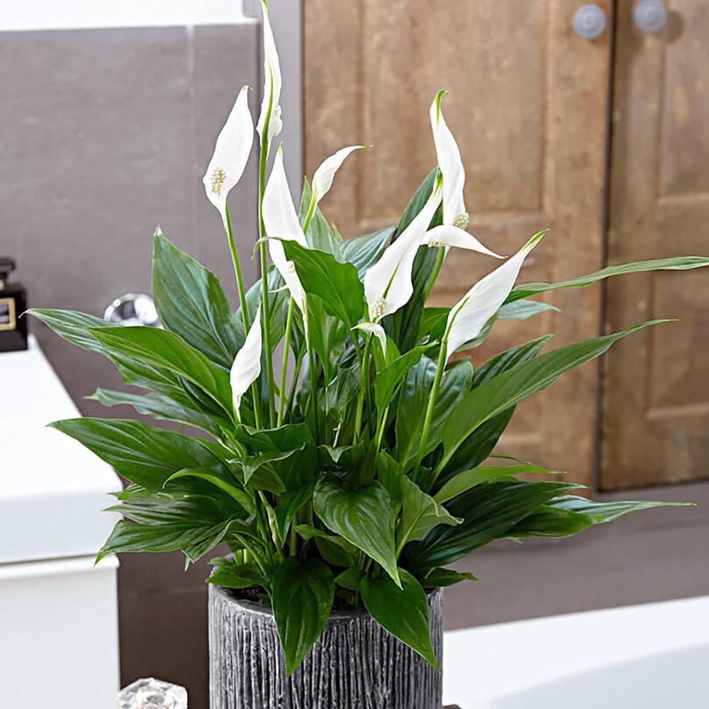 Crinul Pacii Spathiphyllum Pearl Cupido - 70/75 cm