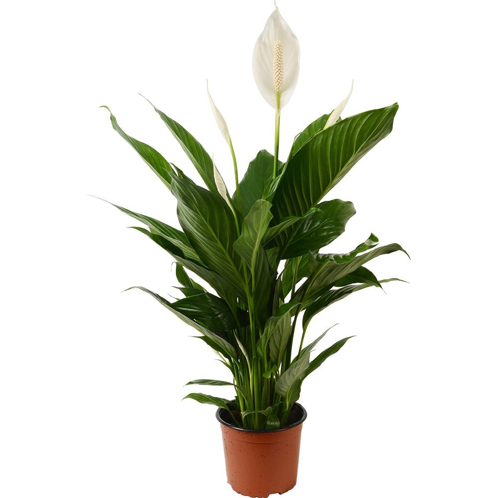 Crinul Pacii Spathiphyllum Pearl Cupido - 70/75 cm