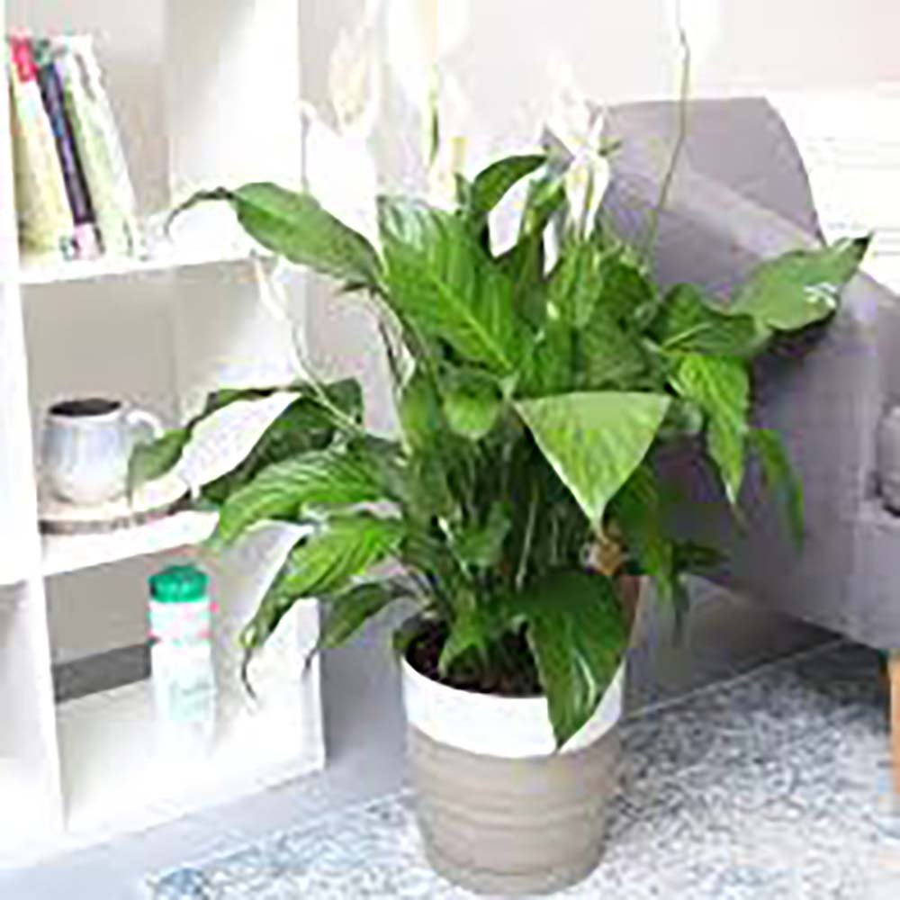 Crinul Pacii Spathiphyllum Sweet Chico - 55 cm