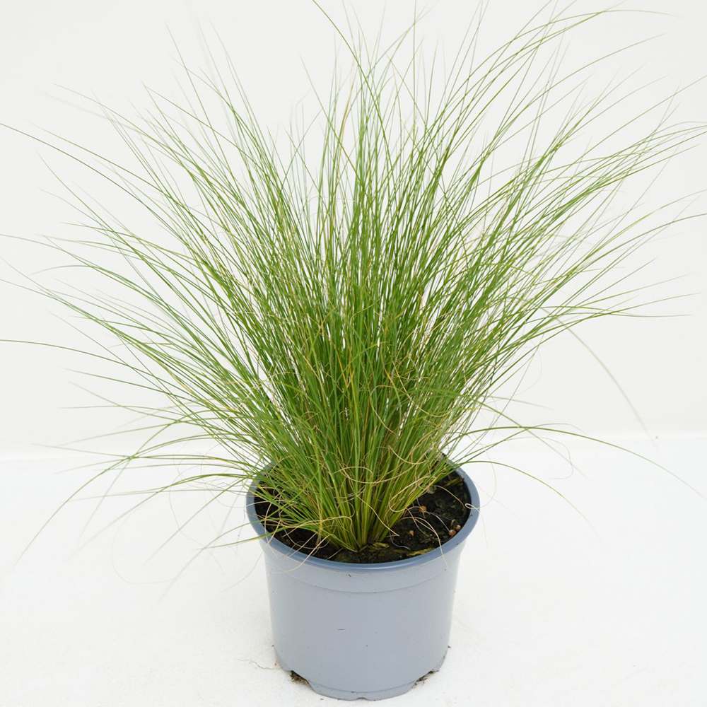 Iarba ornamentala coada de Ponei (Stipa Tenuissima Pony Tails), frunzis fin, matasos, asemanator unei coame de cal, crestere rapida