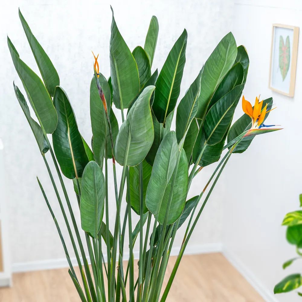 Strelitzia Reginae, 90 cm, Pasarea Paradisului, planta exotica mare cu frunze uriase tropicale decorative pentru interior, cu flori