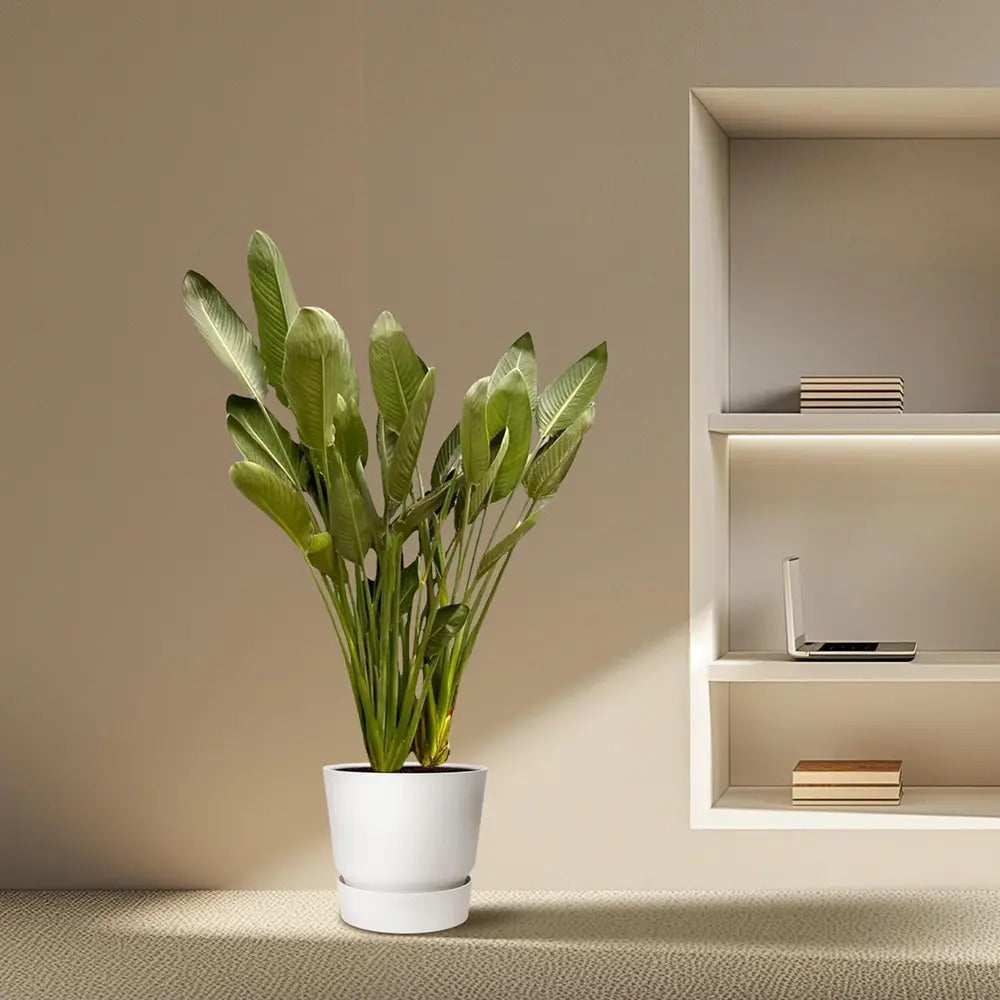 Strelitzia Reginae, Pasarea Paradisului, 40 cm, planta exotica mare cu frunze uriase tropicale decorative ideala pentru cadou