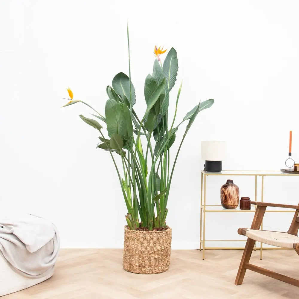 Strelitzia Reginae, 90 cm, Pasarea Paradisului, planta exotica mare cu frunze uriase tropicale decorative pentru interior, cu flori
