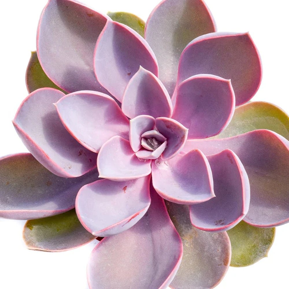 Suculenta Purple Pearl - 15/20 cm