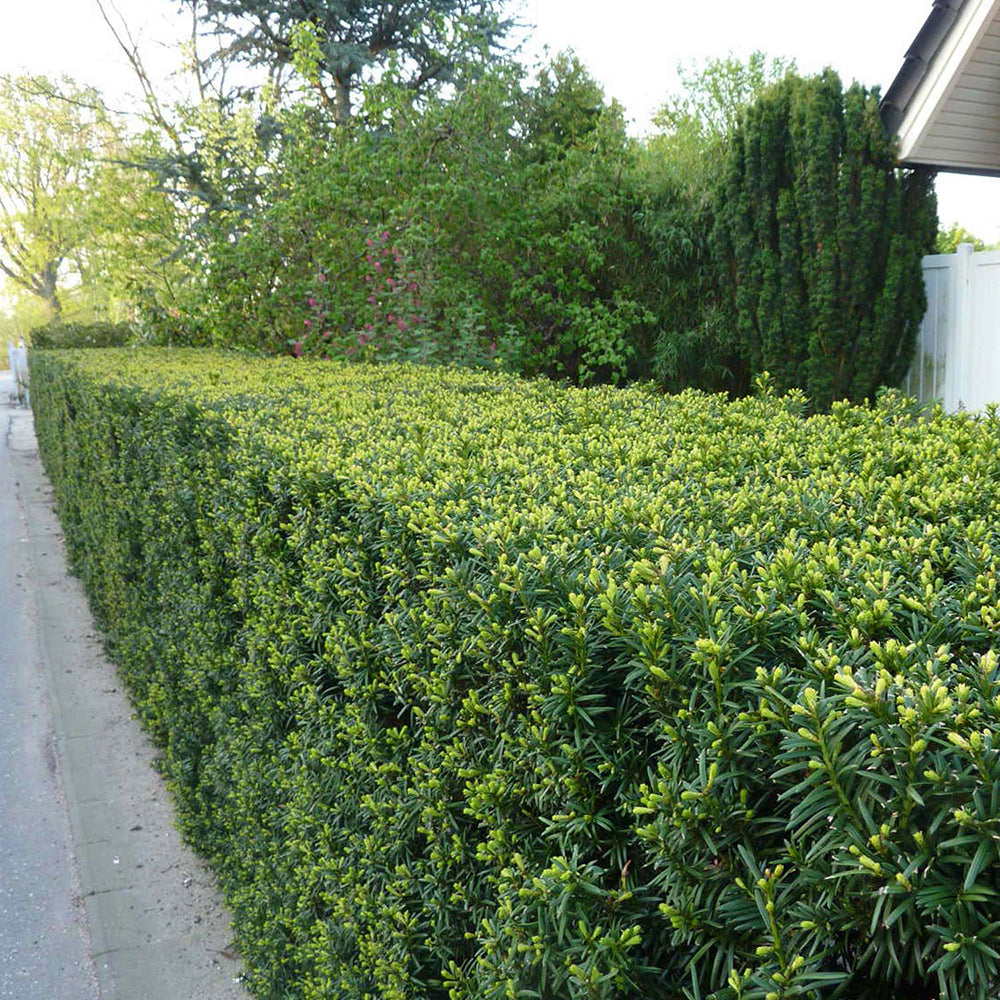 Tisa Groenland (Taxus Baccata)