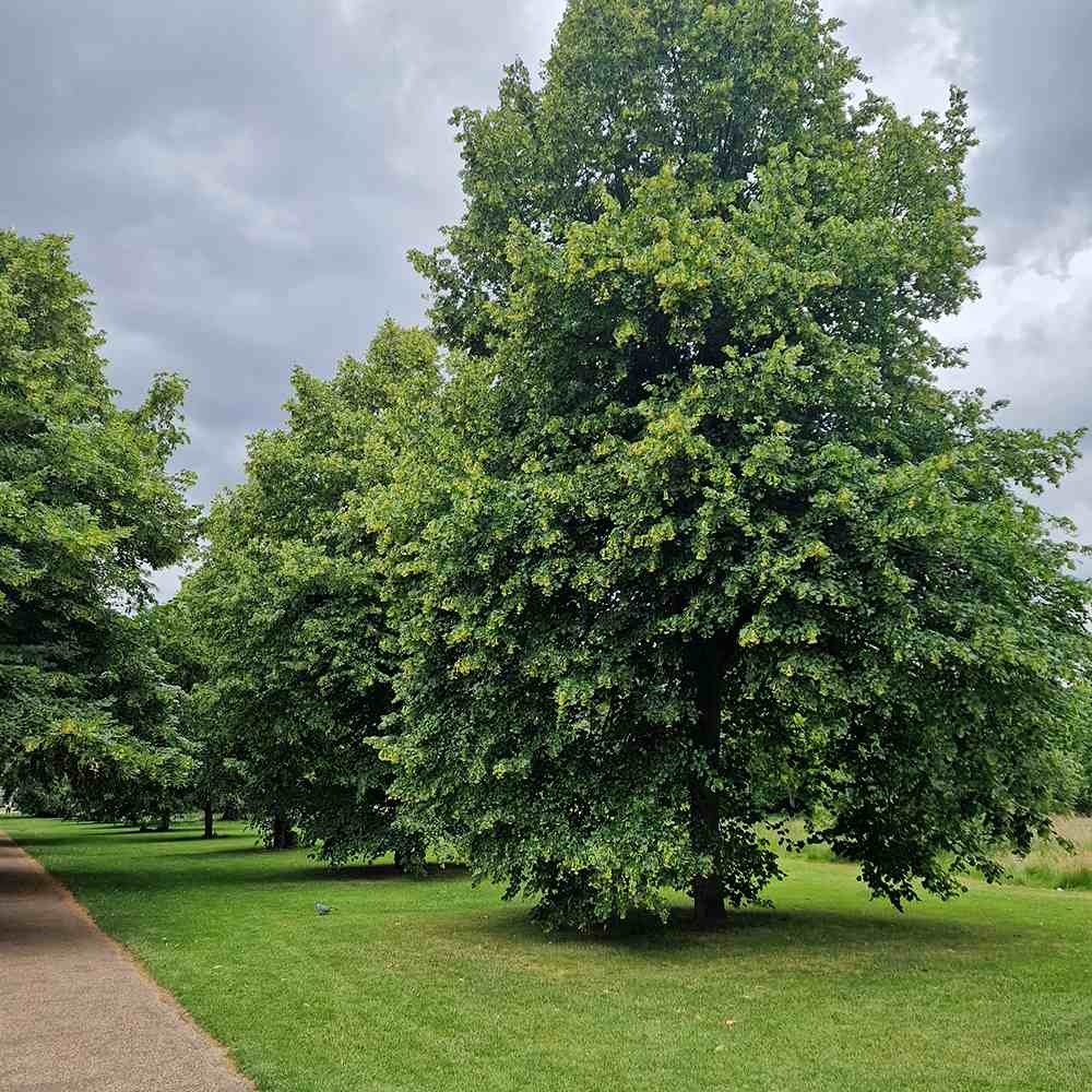 Tei cu Frunza Mica (Tilia Cordata) Greenspire - Mirositor