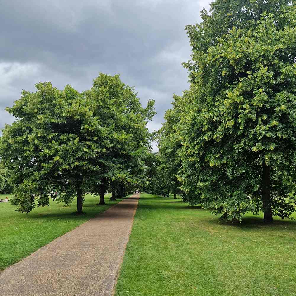 Tei cu Frunza Mica (Tilia Cordata) Greenspire - Mirositor