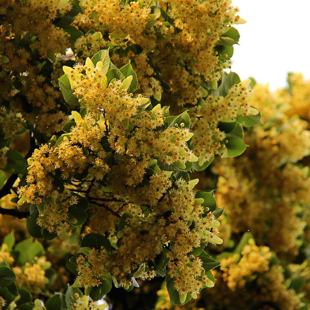 Tei cu Frunza Mica (Tilia Cordata) Greenspire - Mirositor