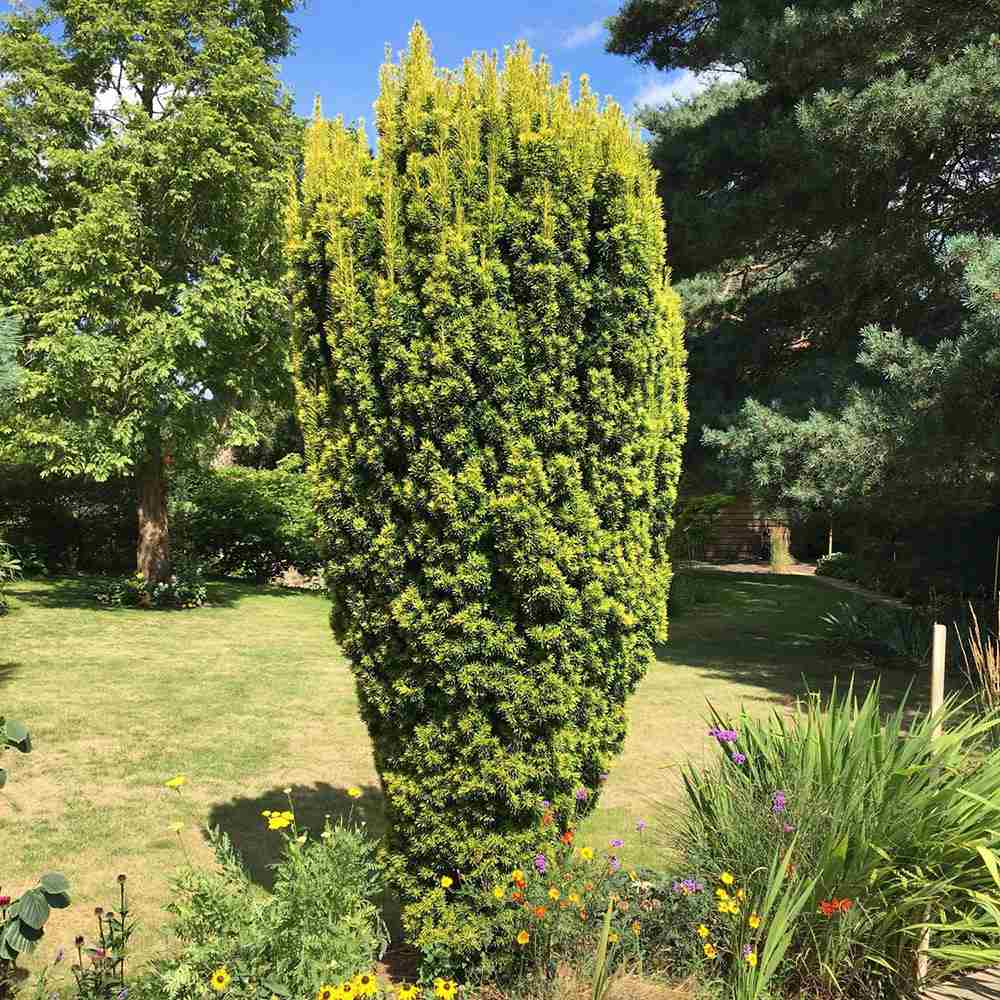 Tisa Columnar Auriu (Taxus Baccata Aureamarginata), cu ace galben-aurii