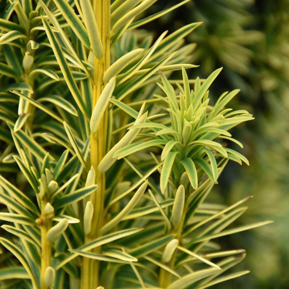 Tisa David Auriu (Taxus Baccata), cu ace galbene, planta solitara