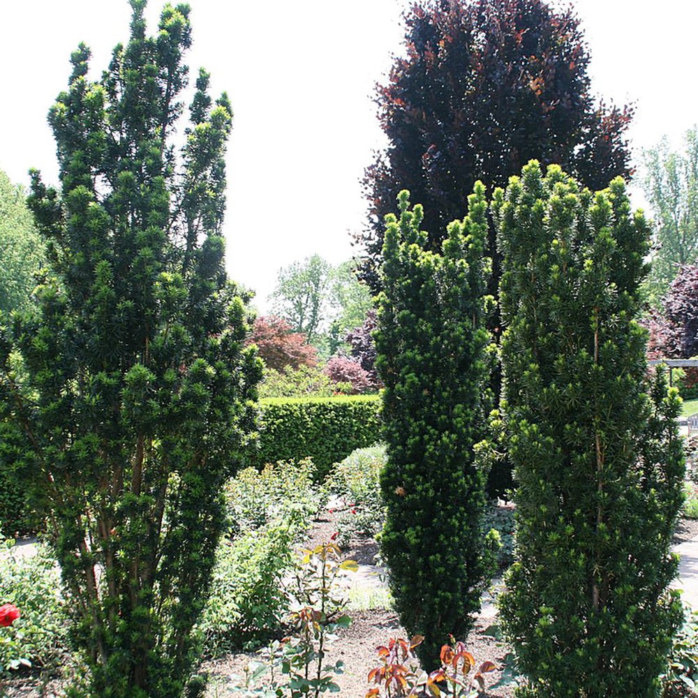 Tisa Groenland (Taxus Baccata)