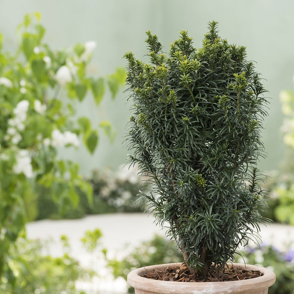 Tisa Groenland (Taxus Baccata)