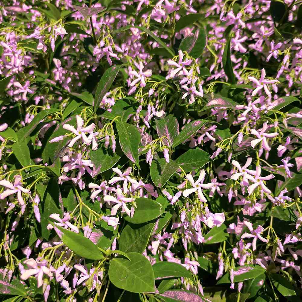Iasomie Stelata Pink Air, planta cataratoare parfumata cu flori roz, vesnic verde, crestere rapida, rezistenta la frig