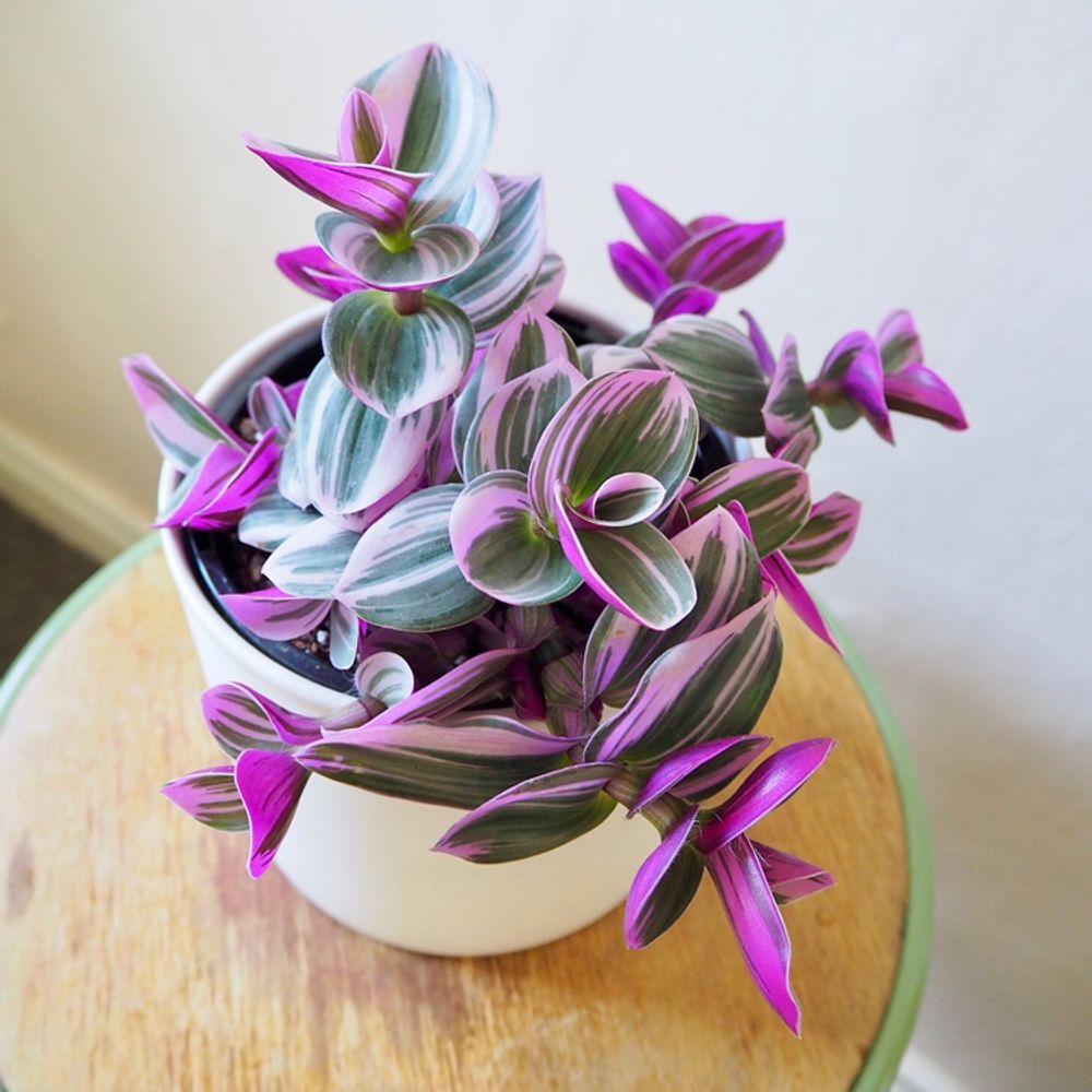 Tradescantia Albiflora Nanouk - 15 cm