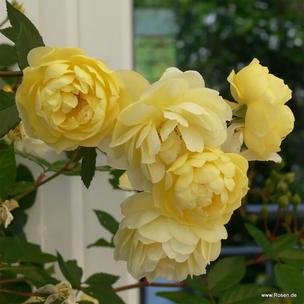 Trandafir catarator galben Siluetta Limon, inflorire repetata