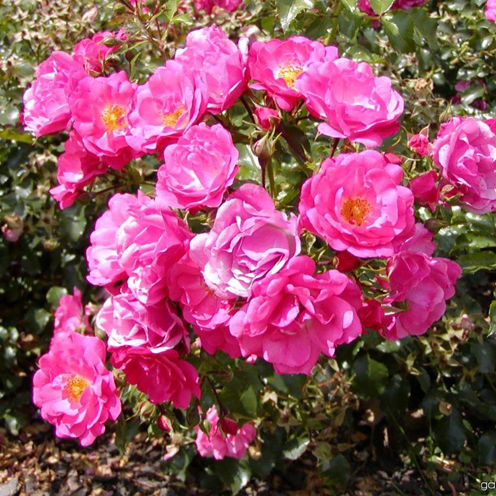 Trandafir Catarator fucsia Heidetraum, inflorire repetata