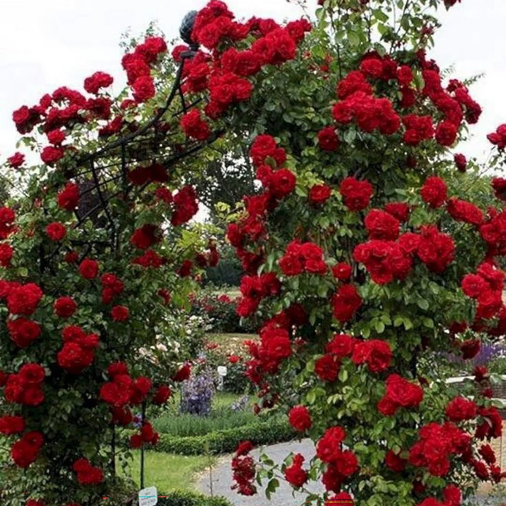 Trandafir Catarator rosu-Inchis Nadia Renaissance, inflorire repetata