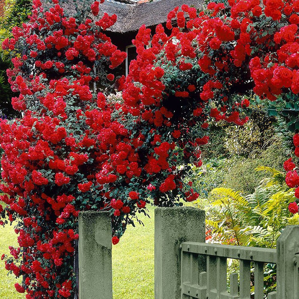 Trandafir Catarator rosu Scarlet Climber, inflorire repetata