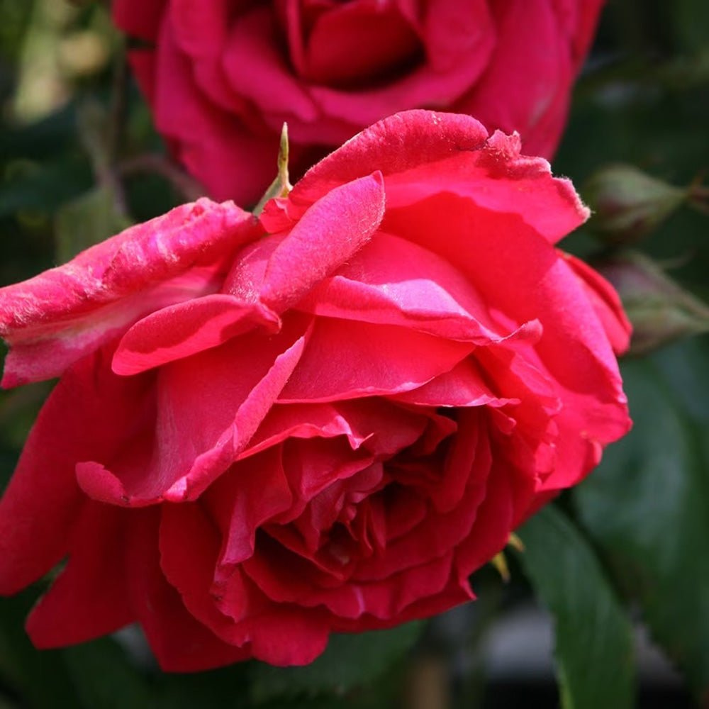 Trandafir Catarator rosu Scarlet Climber, inflorire repetata
