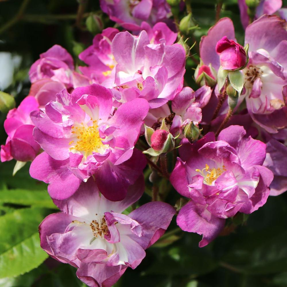 Trandafir Catarator albastru-violet Veilchenblau, inflorire repetata
