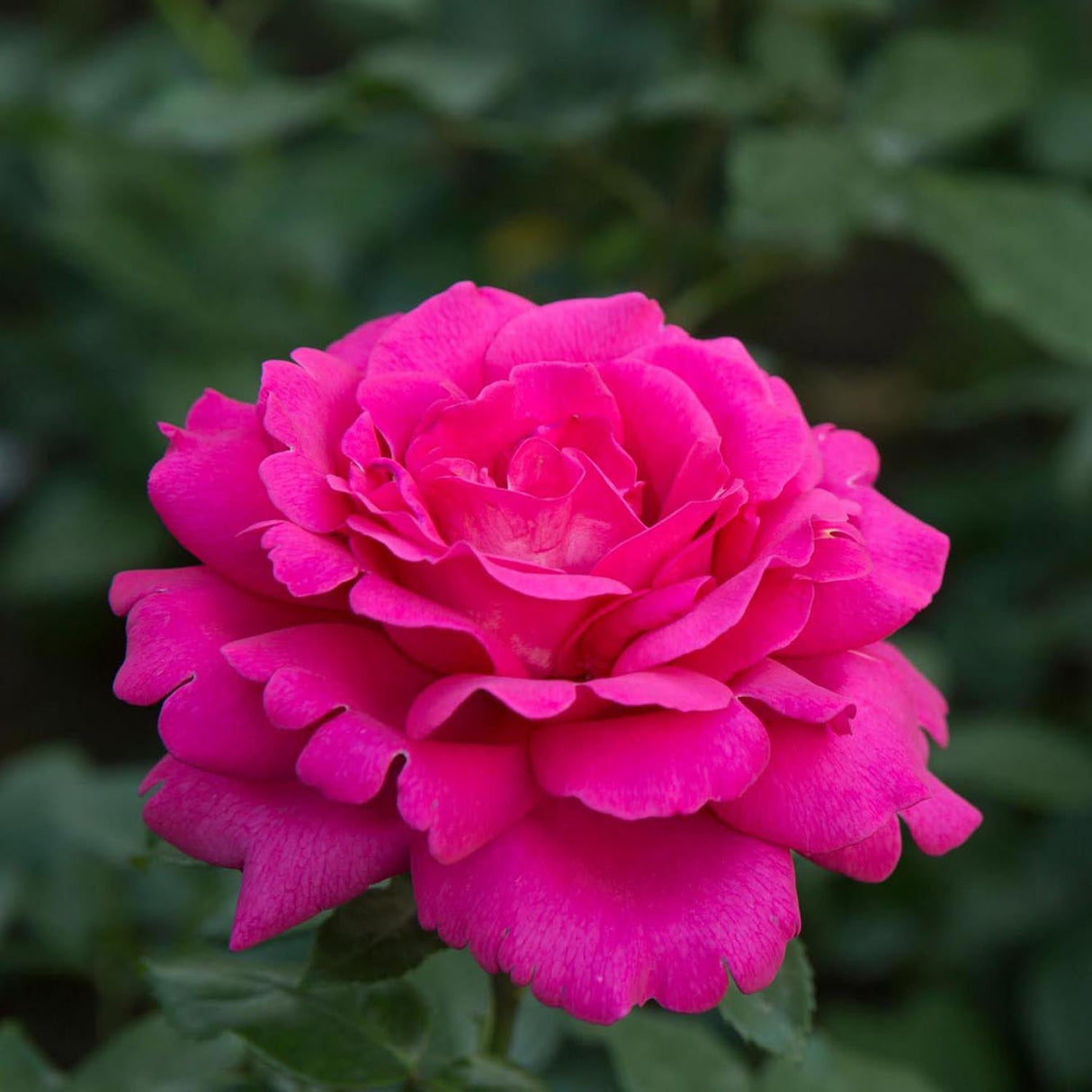 Trandafir de dulceata Teahibrid roz-violet Rose de Rescht, inflorire repetata