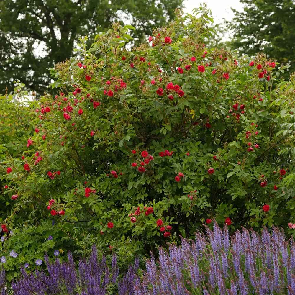 Trandafir de dulceata Teahibrid roz-violet Rose de Rescht, inflorire repetata