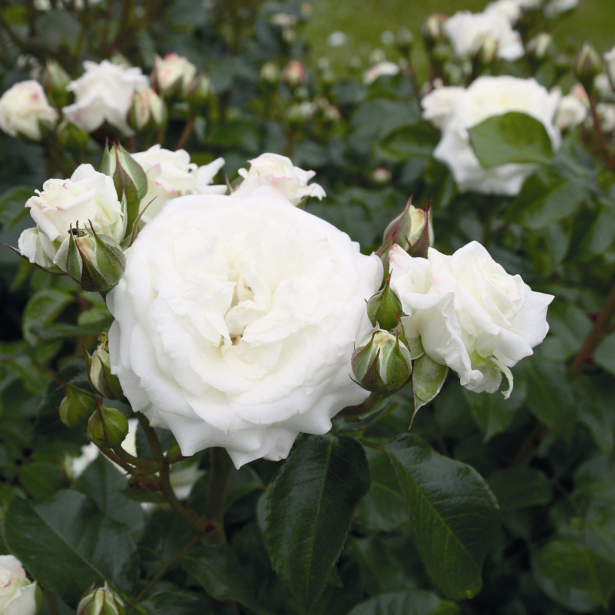 Trandafir Floribunda alb-cremos Alabaster, inflorire repetata